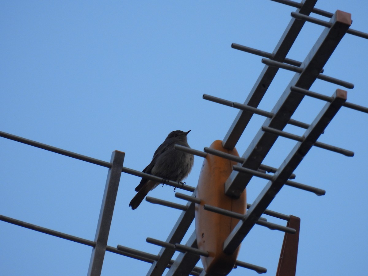 Black Redstart - ML612370113