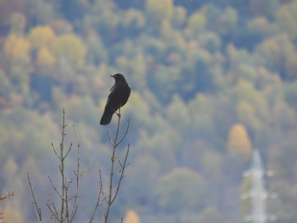 Carrion Crow - ML612370121