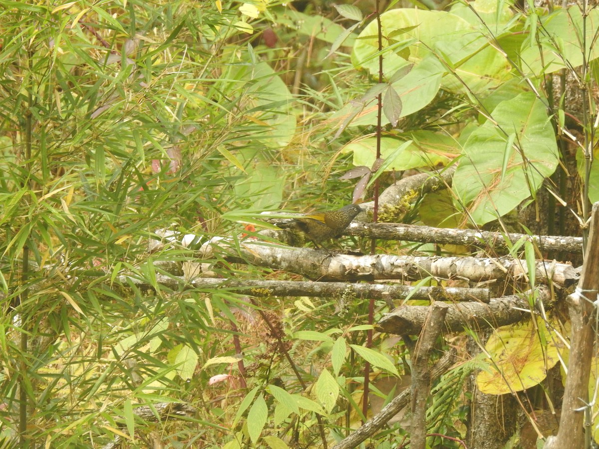 Scaly Laughingthrush - ML612370161