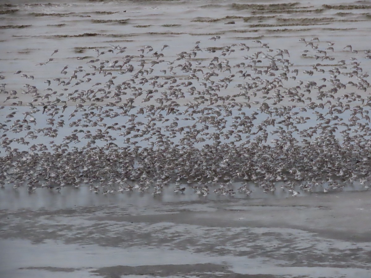 Rock Sandpiper - Laura Burke