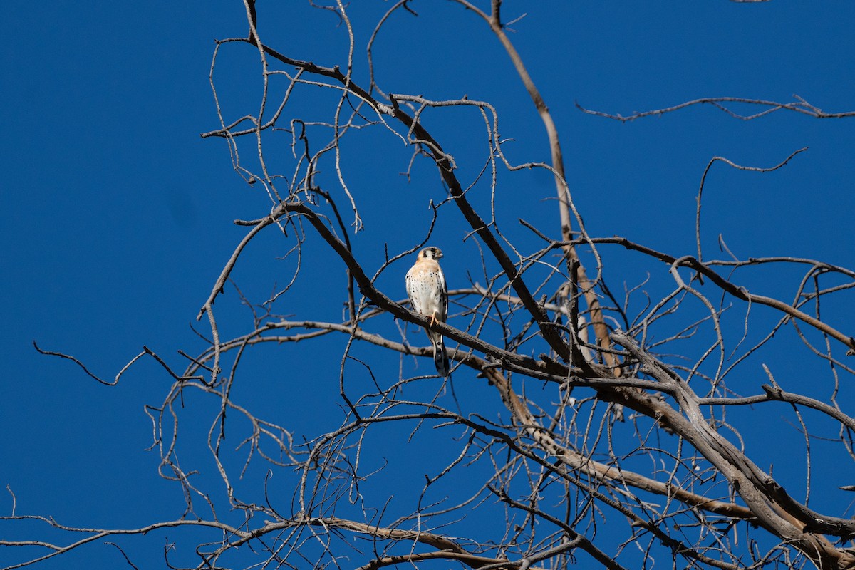American Kestrel - ML612370275
