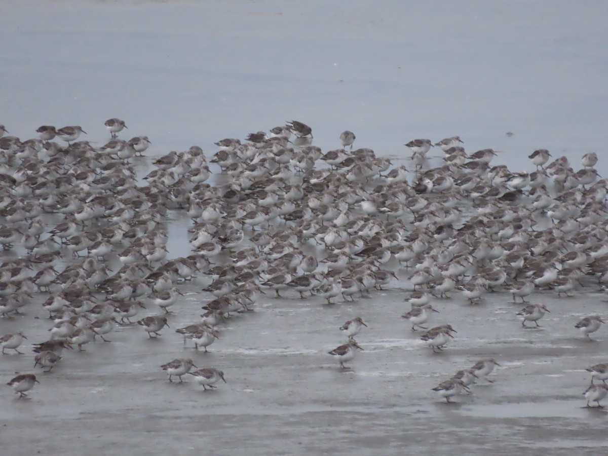 Rock Sandpiper - ML612370277