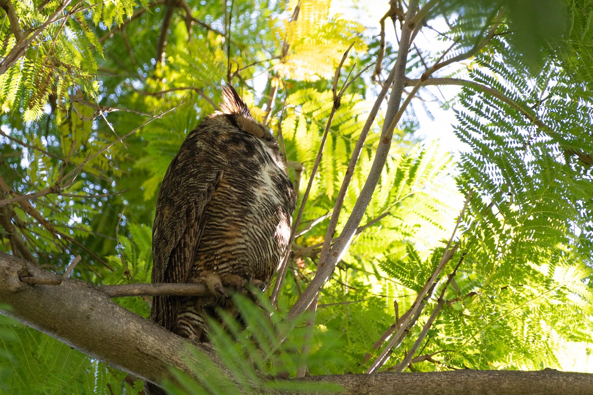 Great Horned Owl - ML612370281