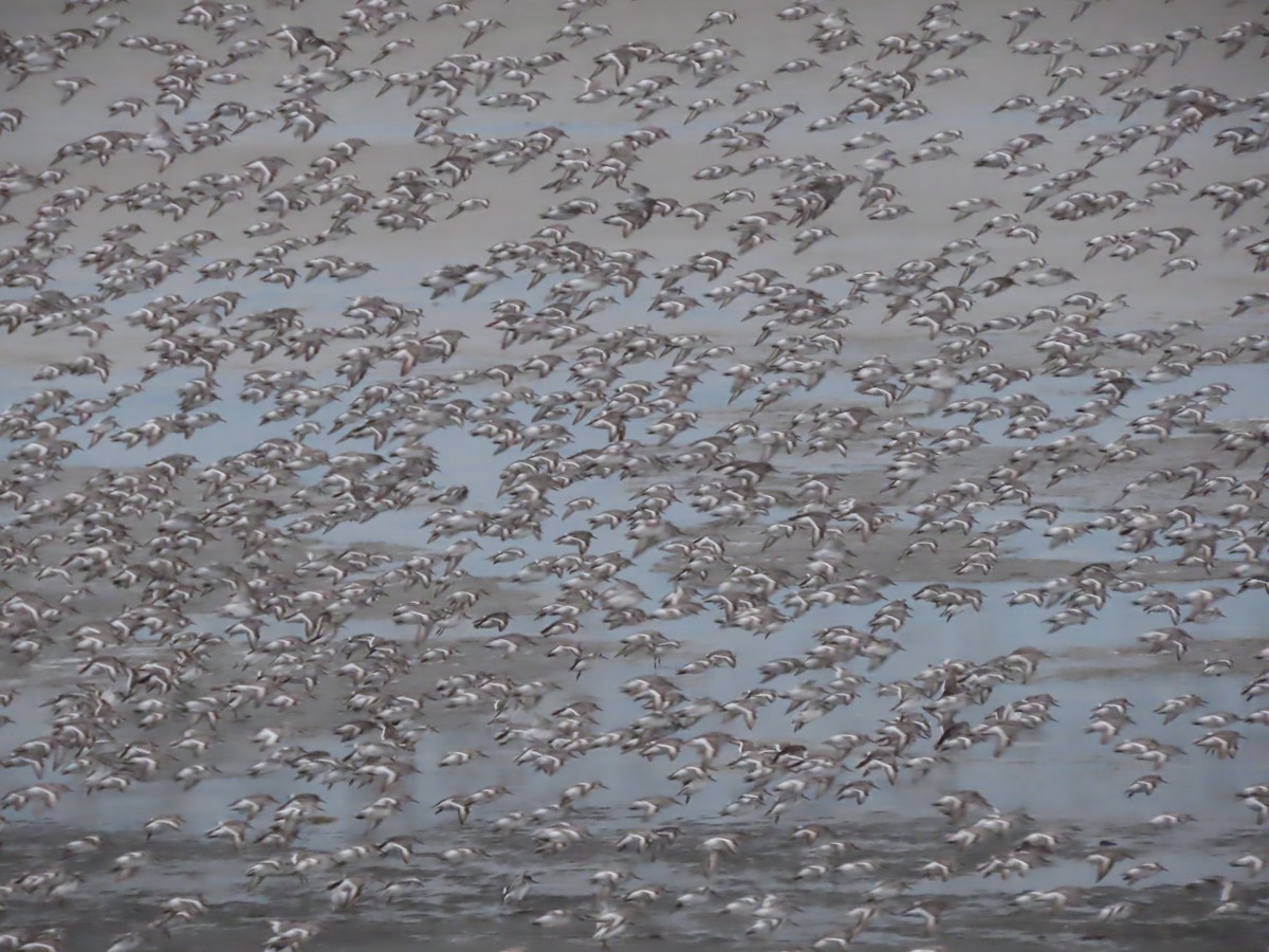 Rock Sandpiper - Laura Burke