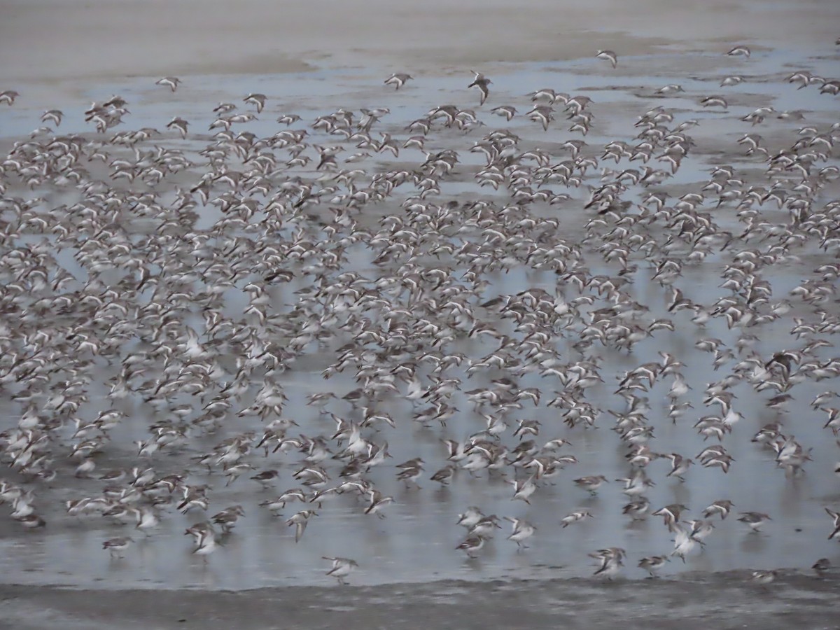 Rock Sandpiper - Laura Burke