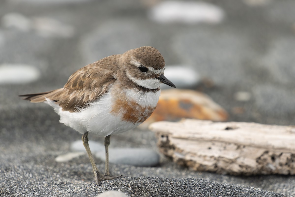 Double-banded Plover - ML612370438