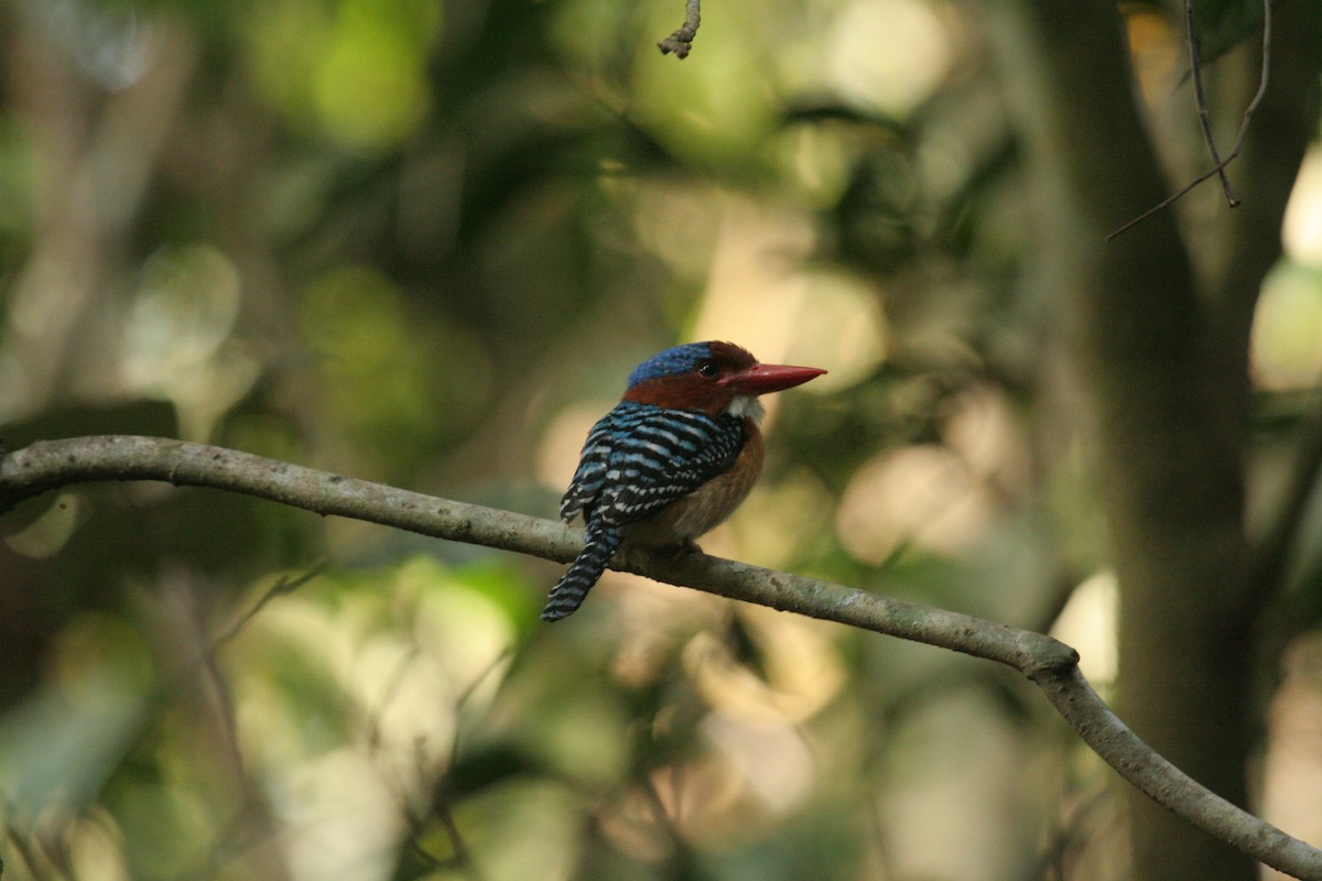 Banded Kingfisher - ML612370571