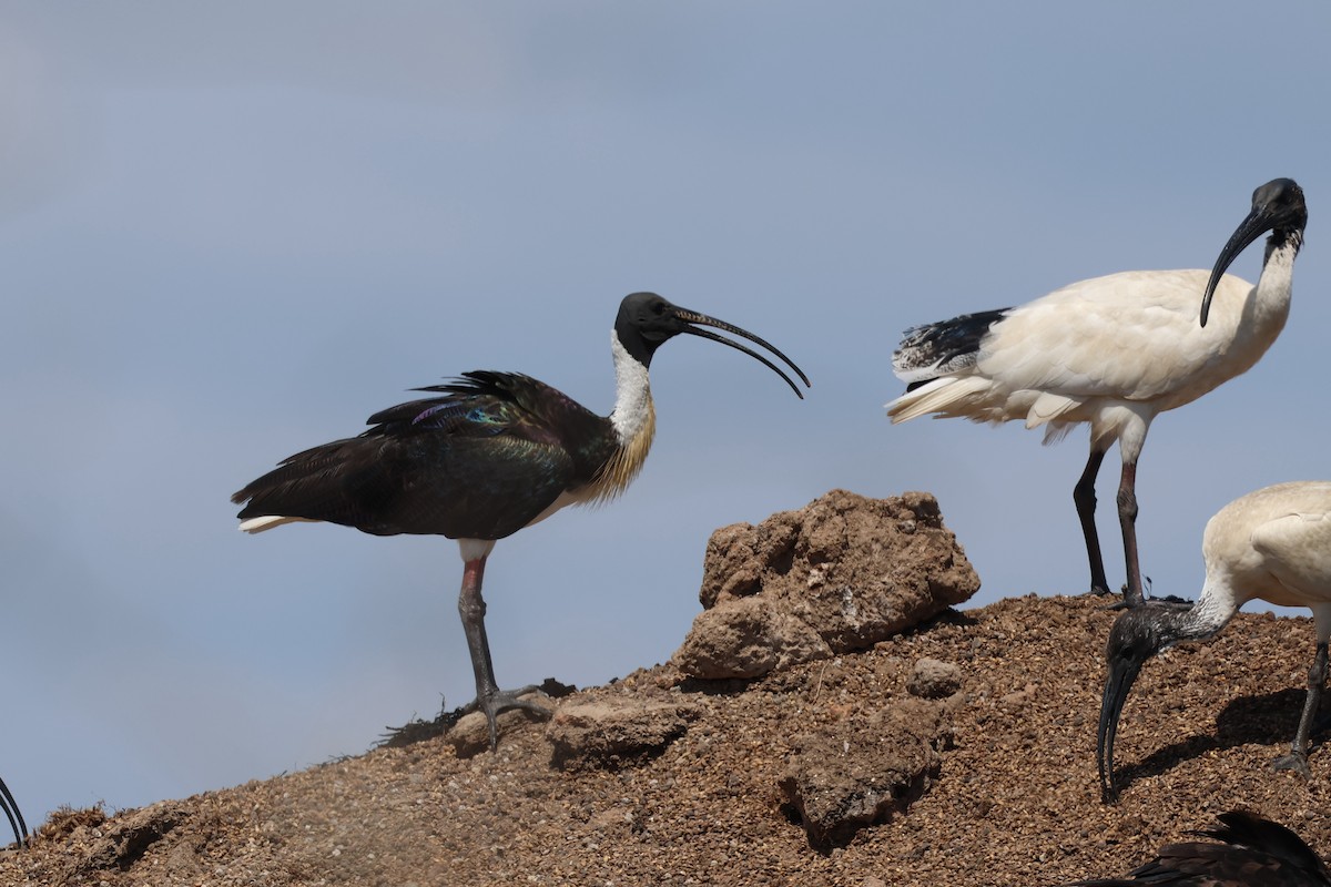 ibis slámokrký - ML612370599