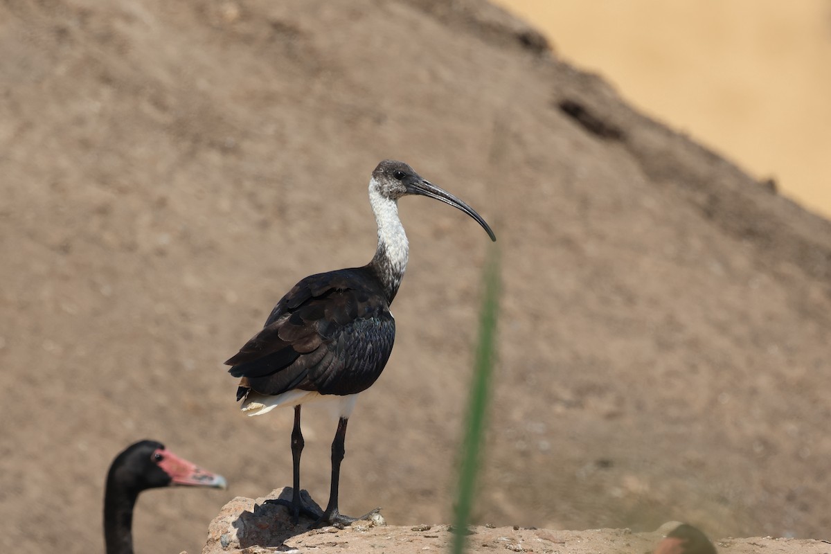 ibis slámokrký - ML612370600