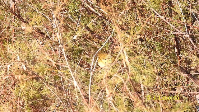 Common Chiffchaff - ML612370601