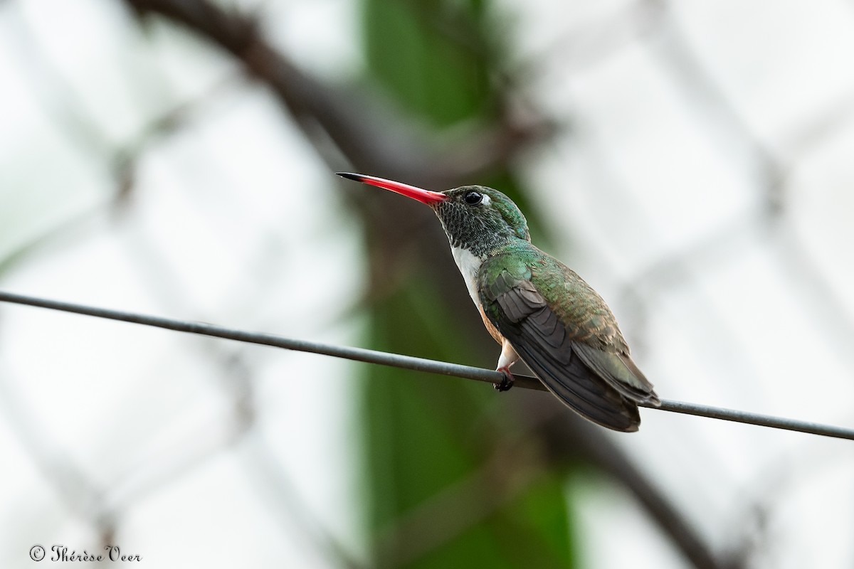 kolibřík Amazilin - ML612370620