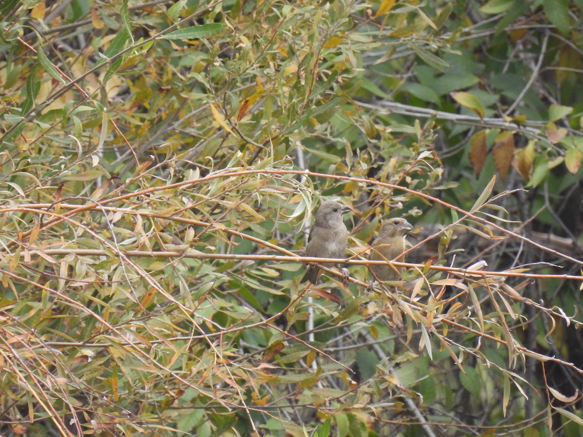 Red Crossbill - ML612370647