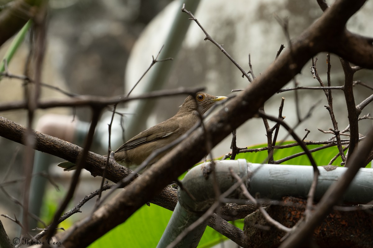 Ecuadorian Thrush - ML612370652