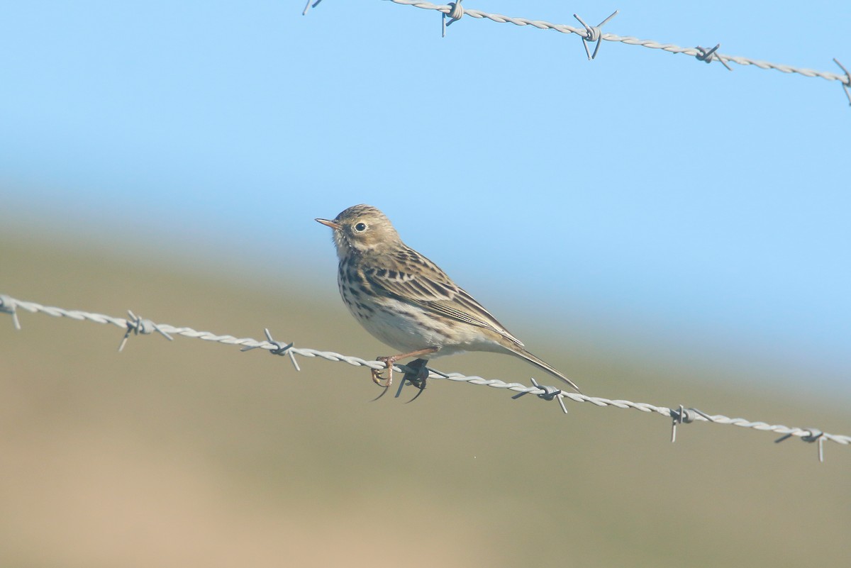 Meadow Pipit - ML612370675