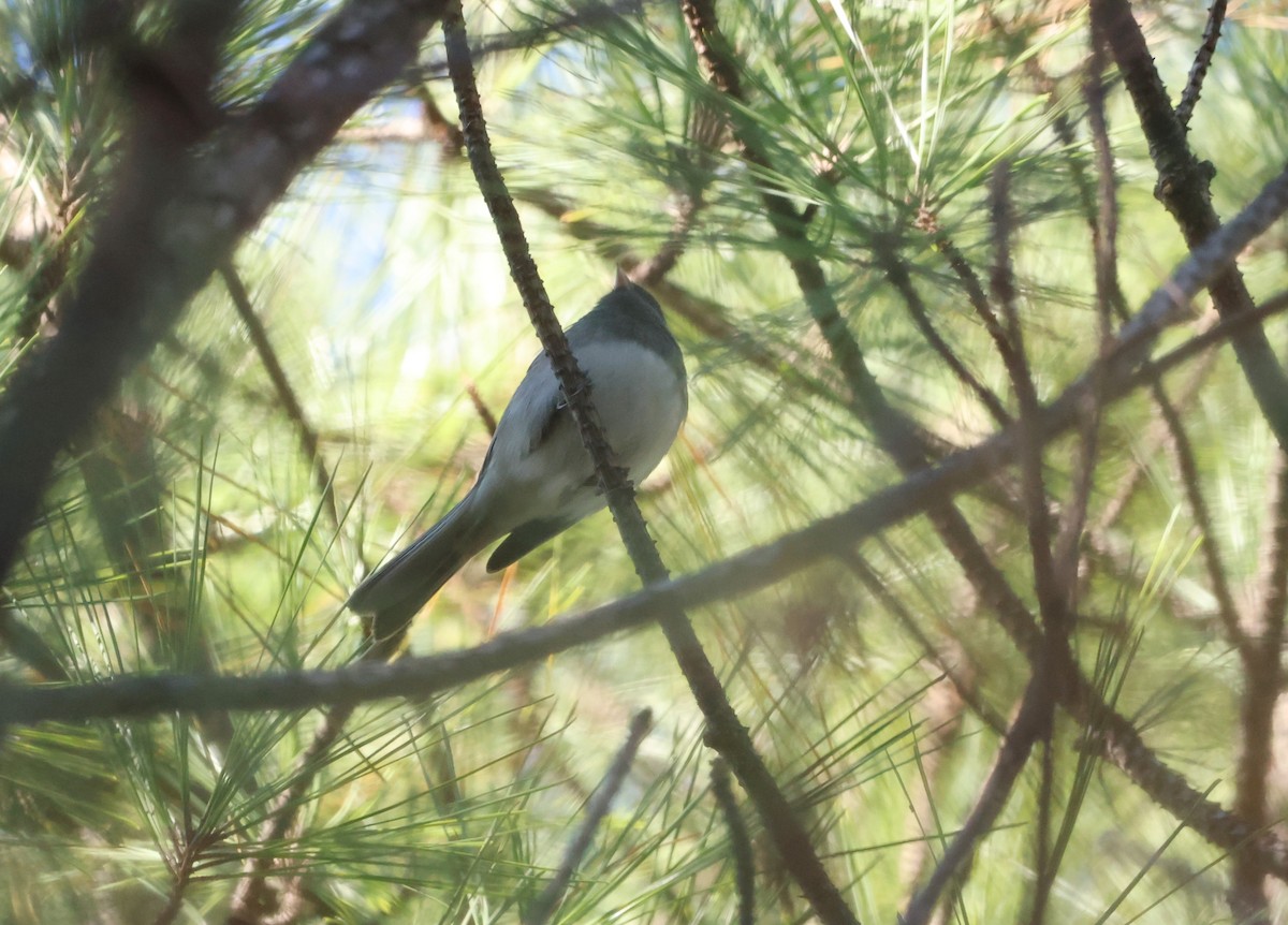 Dark-eyed Junco - ML612370747