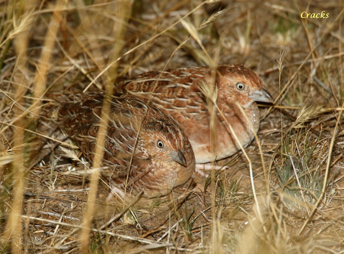 Little Buttonquail - ML612370840