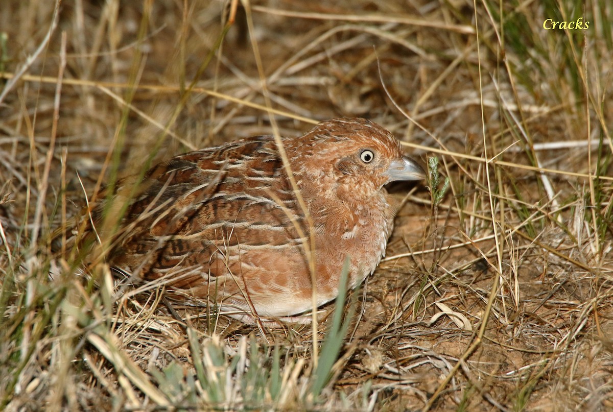 Little Buttonquail - ML612370841