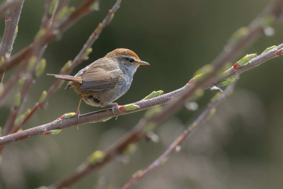 Gray-sided Bush Warbler - ML612370866