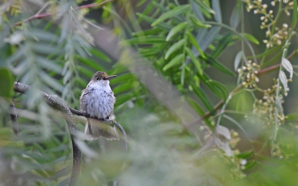 White-bellied Hummingbird (chionogaster) - ML612370868