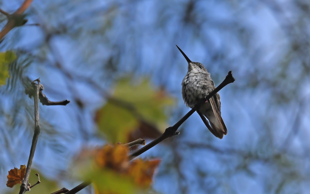 White-bellied Hummingbird (chionogaster) - ML612370869
