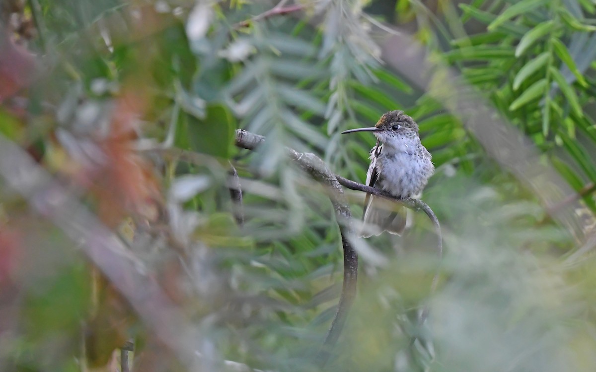 White-bellied Hummingbird (chionogaster) - ML612370870