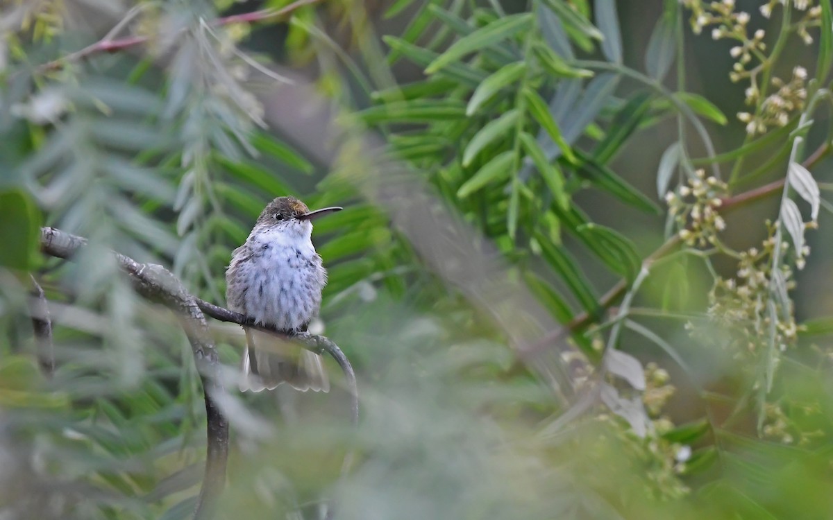White-bellied Hummingbird (chionogaster) - ML612370873
