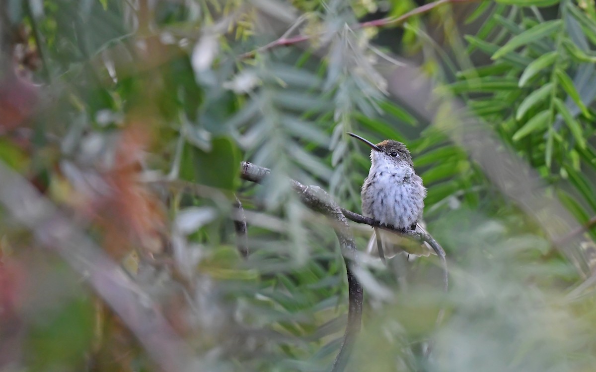 White-bellied Hummingbird (chionogaster) - ML612370875