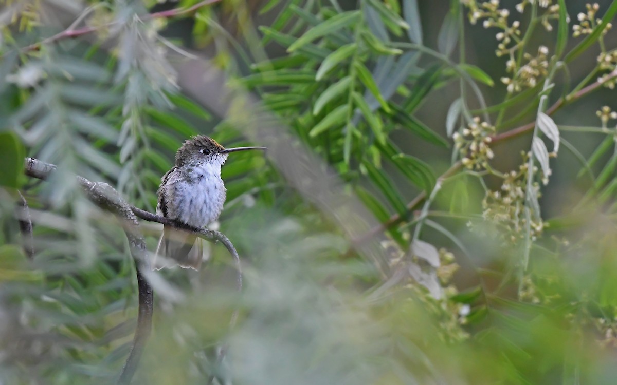 White-bellied Hummingbird (chionogaster) - ML612370876