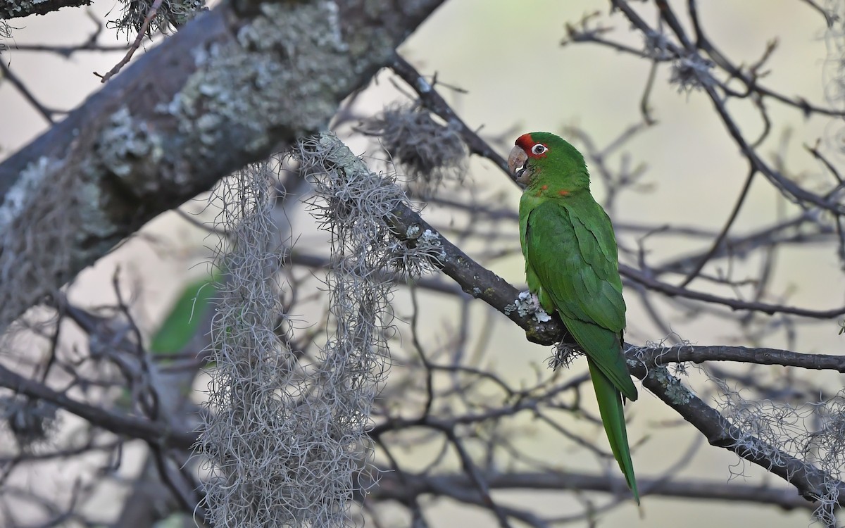 Mitred Parakeet - ML612370920