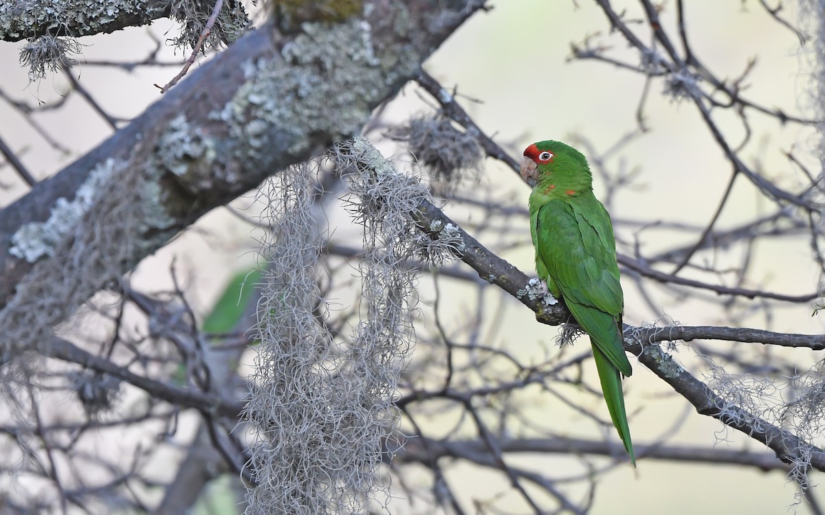 Mitred Parakeet - ML612370922