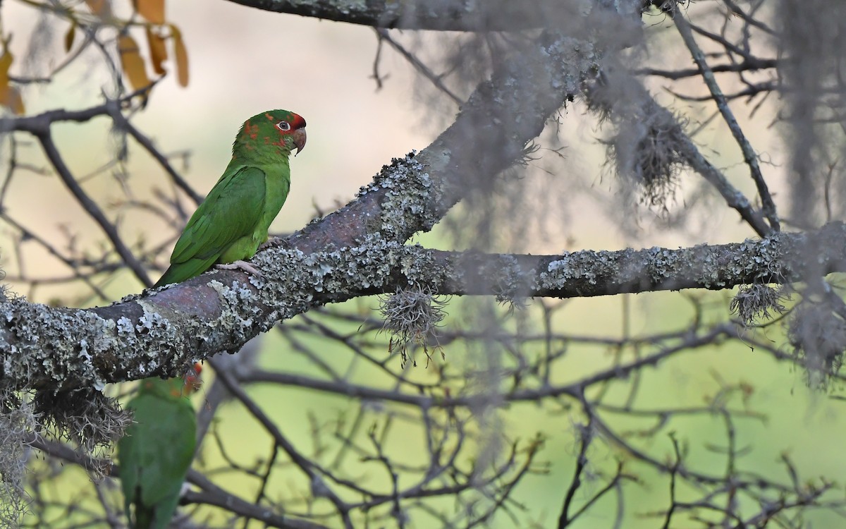 Mitred Parakeet - ML612370924