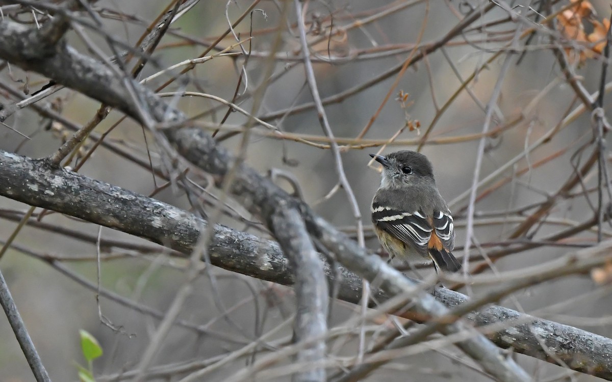 White-winged Black-Tyrant - ML612370951