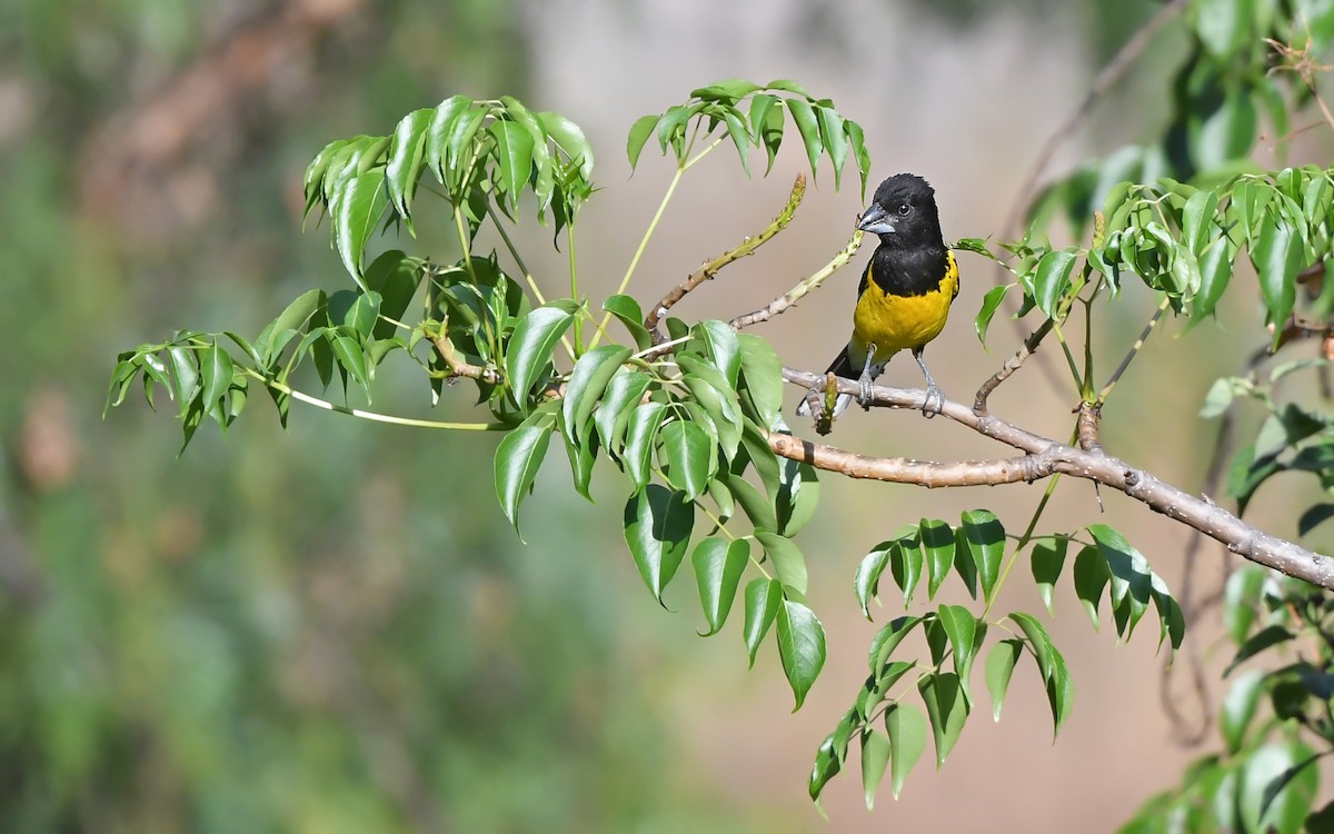 Black-backed Grosbeak (Yellow-rumped) - Christoph Moning