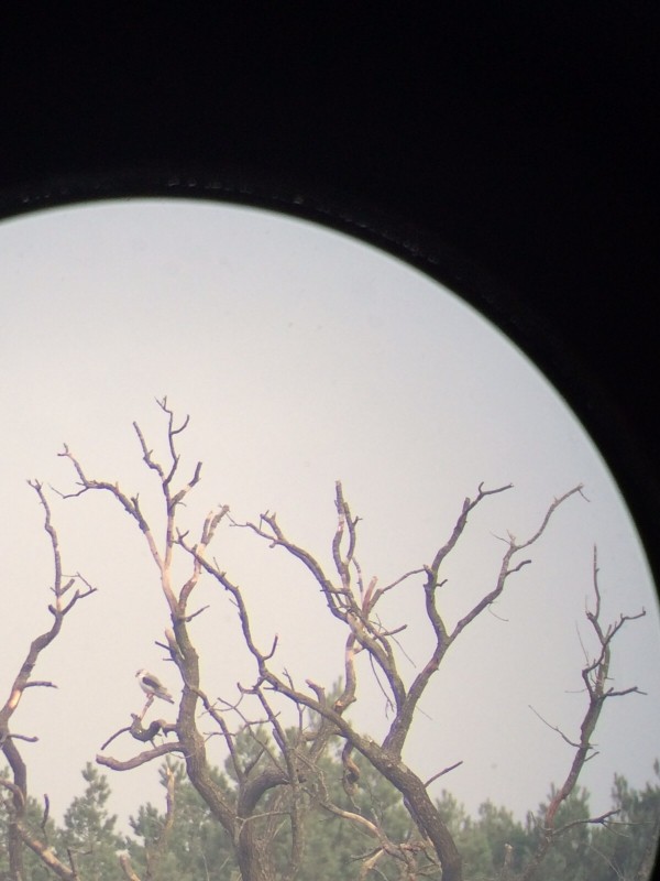 Black-winged Kite - ML612371020