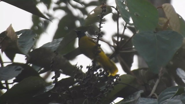 Bulbul cap-nègre - ML612371037