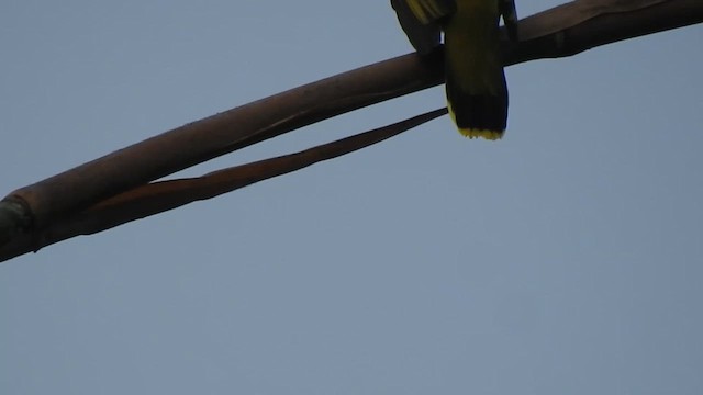 Black-headed Bulbul - ML612371039