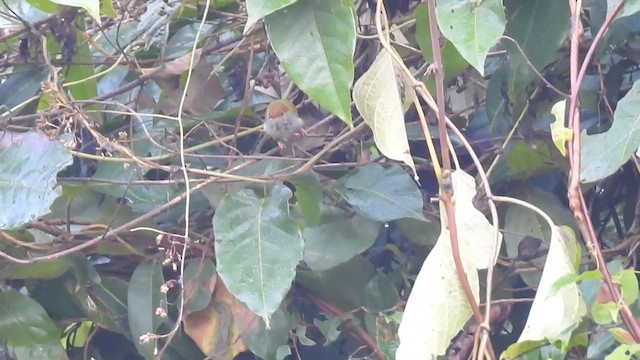 Dark-necked Tailorbird - ML612371056