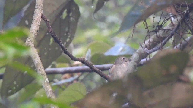 Small Niltava - ML612371059