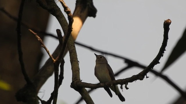 Taiga Flycatcher - ML612371067