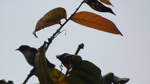 Scarlet-backed Flowerpecker - ML612371071