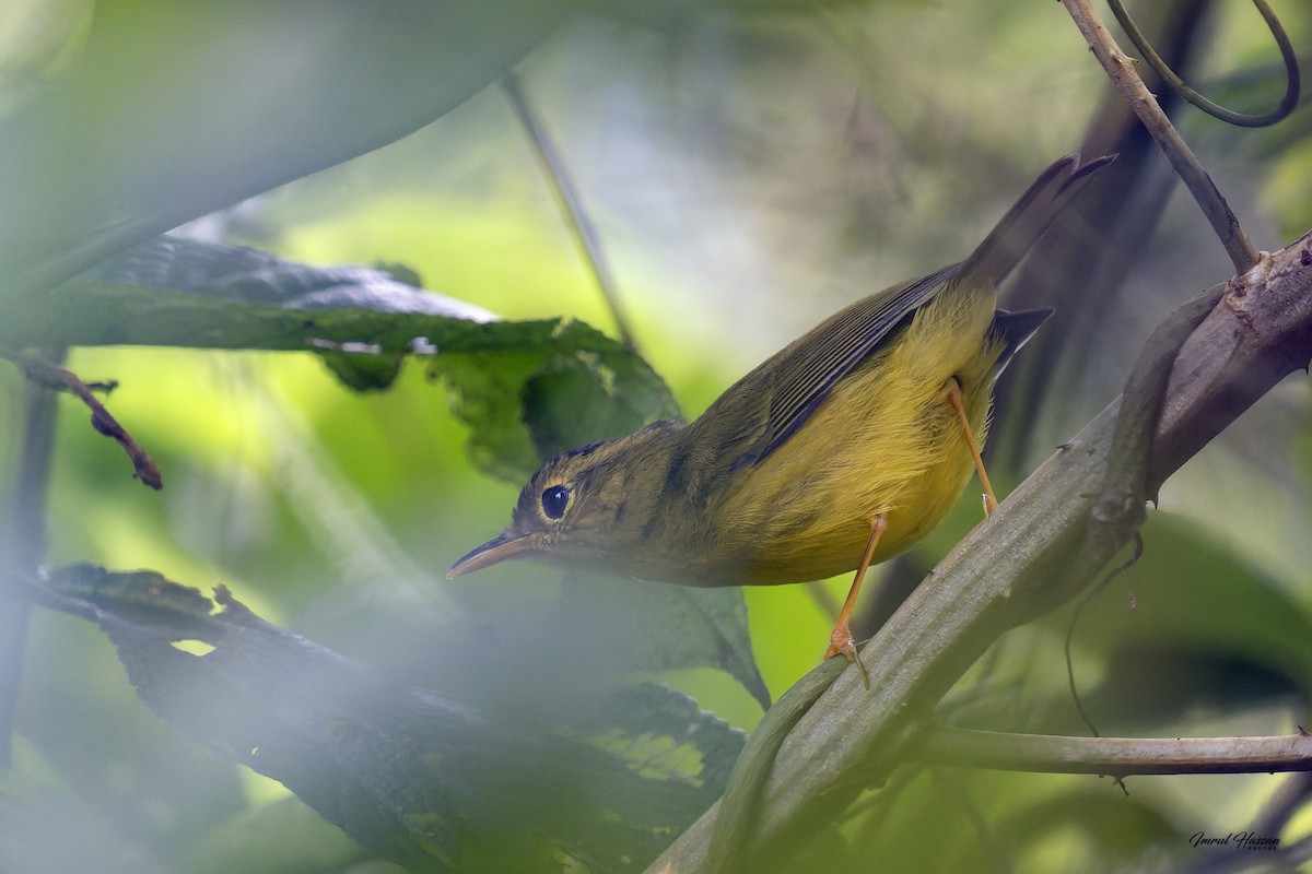 Green-crowned Warbler - IMRUL HASSAN