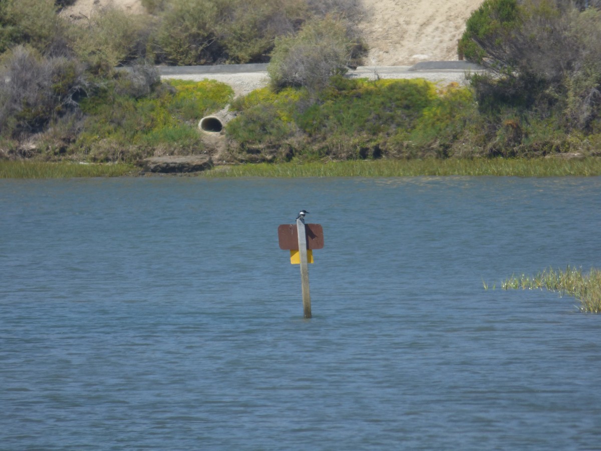 Belted Kingfisher - ML612371145