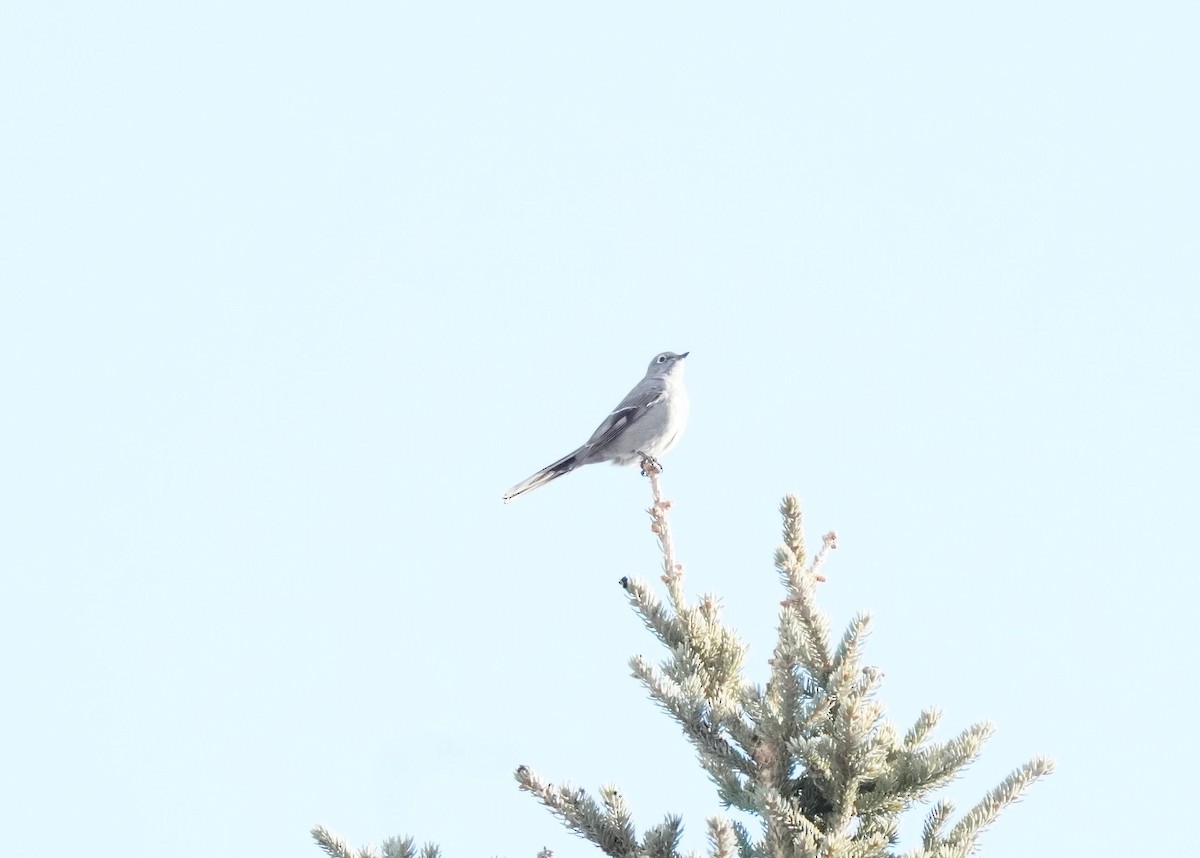 Townsend's Solitaire - ML612371227