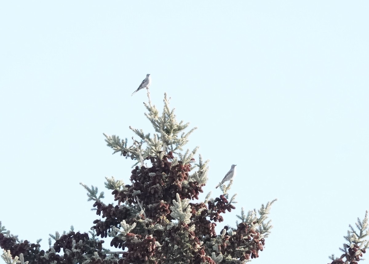 Townsend's Solitaire - ML612371228