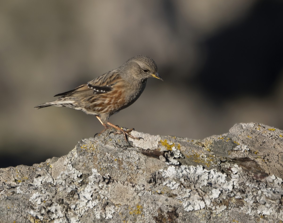 Alpine Accentor - ML612371264