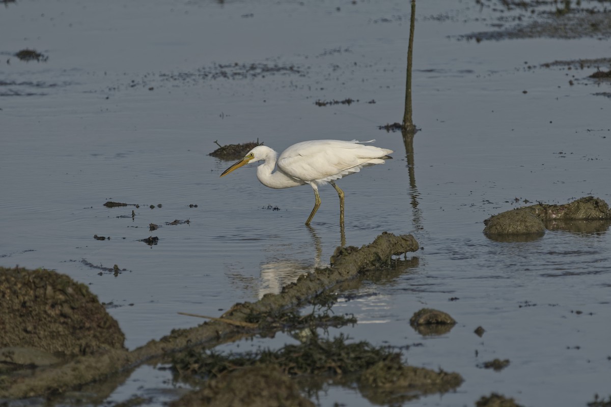 Aigrette sacrée - ML612371277