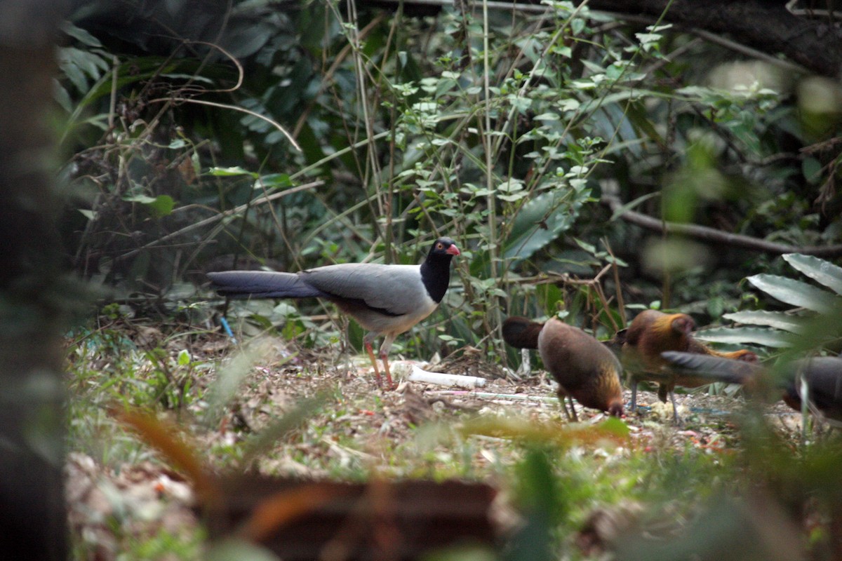 Coral-billed Ground-Cuckoo - ML612371324