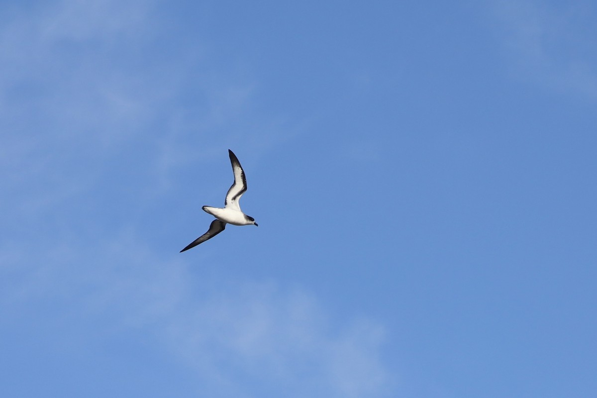 Barau's Petrel - ML612371346