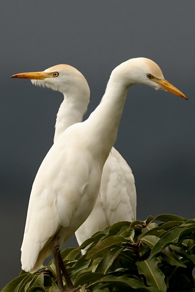 Western Cattle Egret - Frank Thierfelder