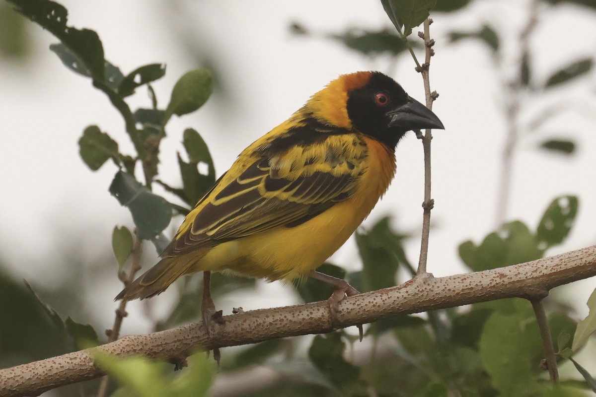 Village Weaver - ML612371458